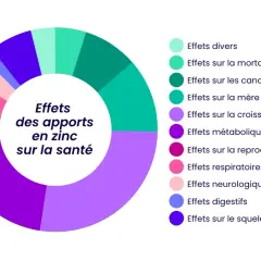 Diagramme circulaire illustrant les effets des apports en zinc sur la santé : croissance, reproduction, métabolisme, etc. pour mieux reconnaître du zinc.