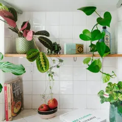 Plantes vertes et livres de cuisine sur une étagère blanche.