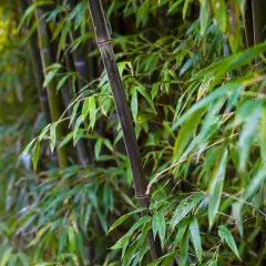 Tiges de bambou noirci et feuillage vert luxuriant. Apprenez comment nettoyer du bambou noirci pour lui redonner son éclat.