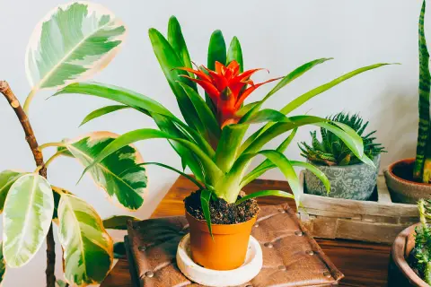 Guzmania rouge et verte, entouré d'autres plantes d'intérieur.