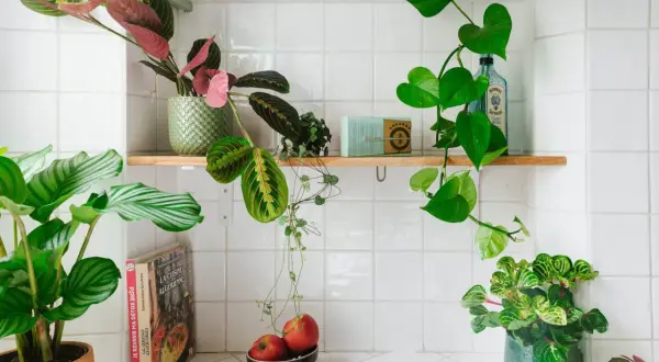 Plantes vertes et livres de cuisine sur une étagère blanche.