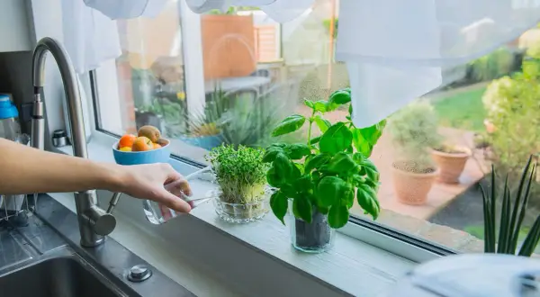 Main d'une personne arrosant des pousses de cresson et du basilic sur le rebord d'une fenêtre de cuisine.