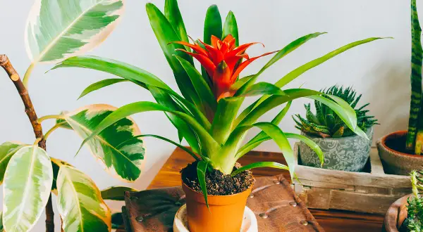 Guzmania rouge et verte, entouré d'autres plantes d'intérieur.