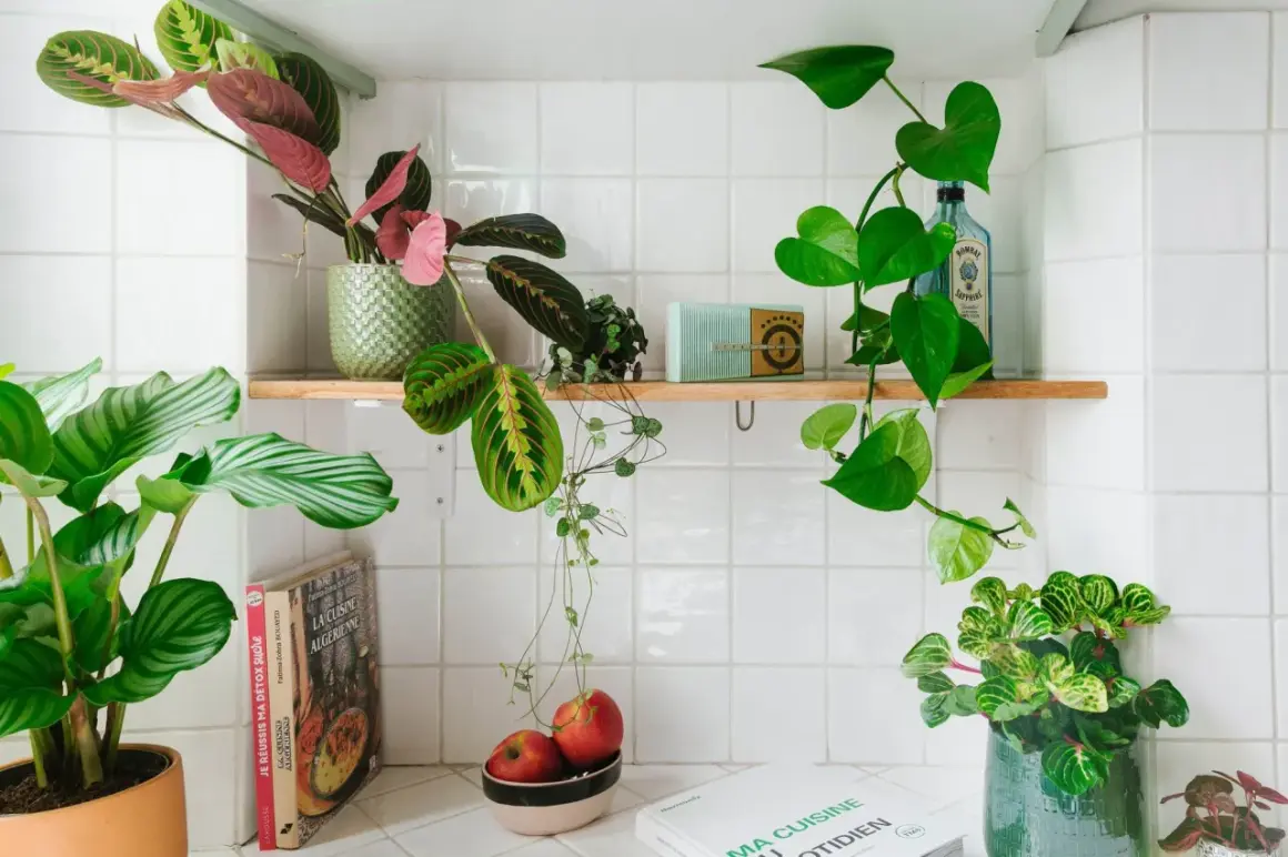 Plantes vertes et livres de cuisine sur une étagère blanche.