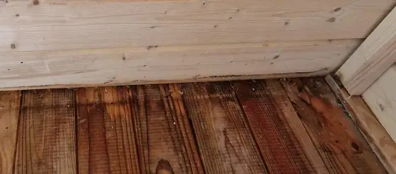 Enlever urine chat sur bois - Le secret pour un bois intact