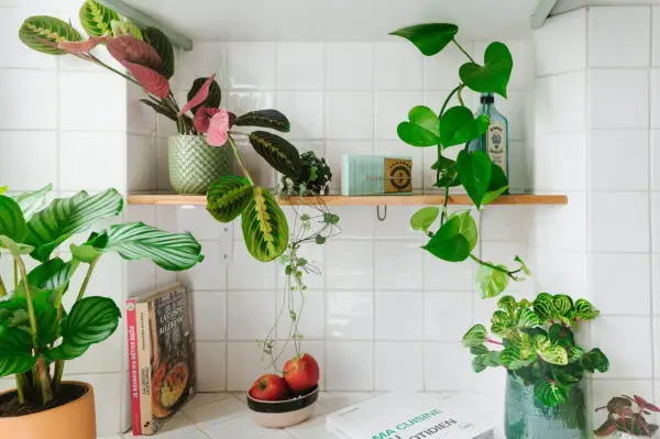 Plantes vertes et livres de cuisine sur une étagère blanche.