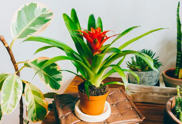 Guzmania rouge et verte, entouré d'autres plantes d'intérieur.