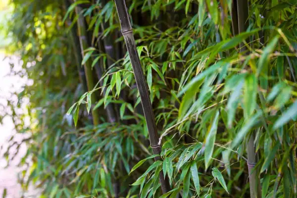 Tiges de bambou noirci et feuillage vert luxuriant. Apprenez comment nettoyer du bambou noirci pour lui redonner son éclat.